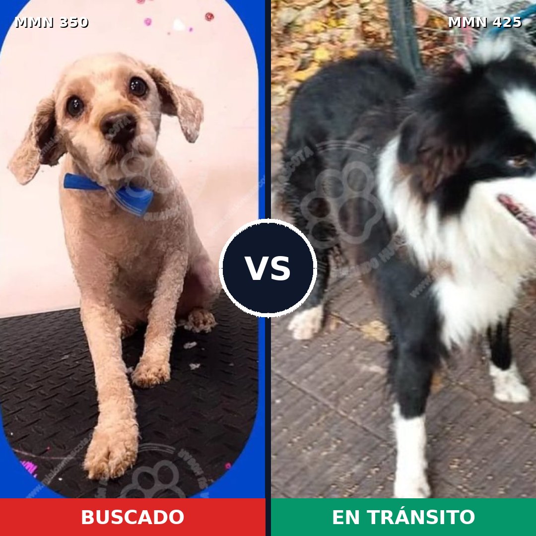 Comparativa MMS 6788: mascota perdida y mascota encontrada, 35% de similitud