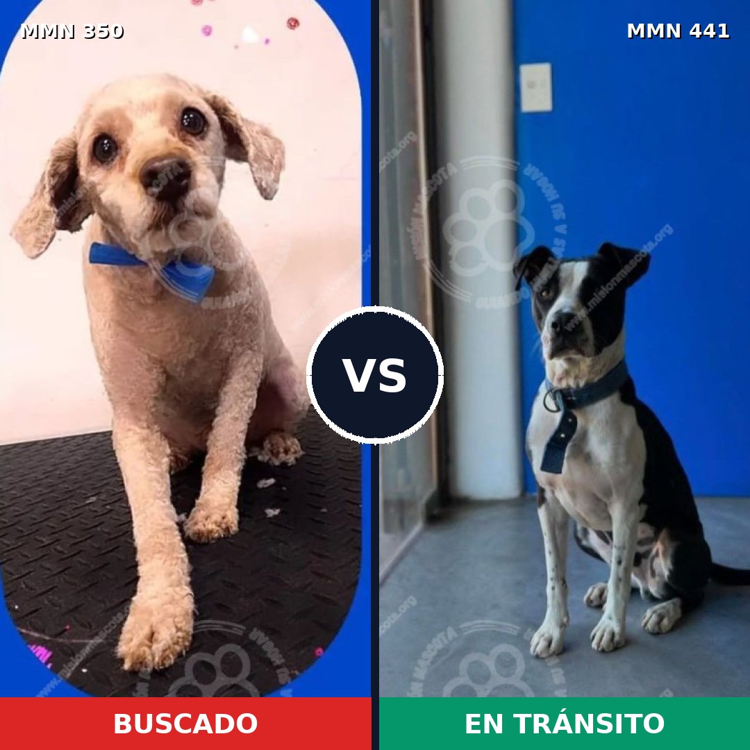 Comparativa MMS 6789: mascota perdida y mascota encontrada, 35% de similitud