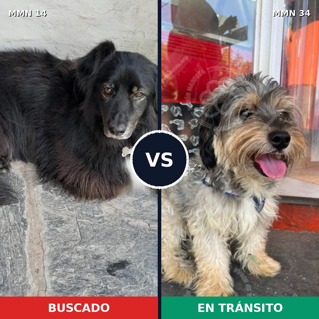 Comparativa MMS 679: mascota perdida y mascota encontrada, 44% de similitud