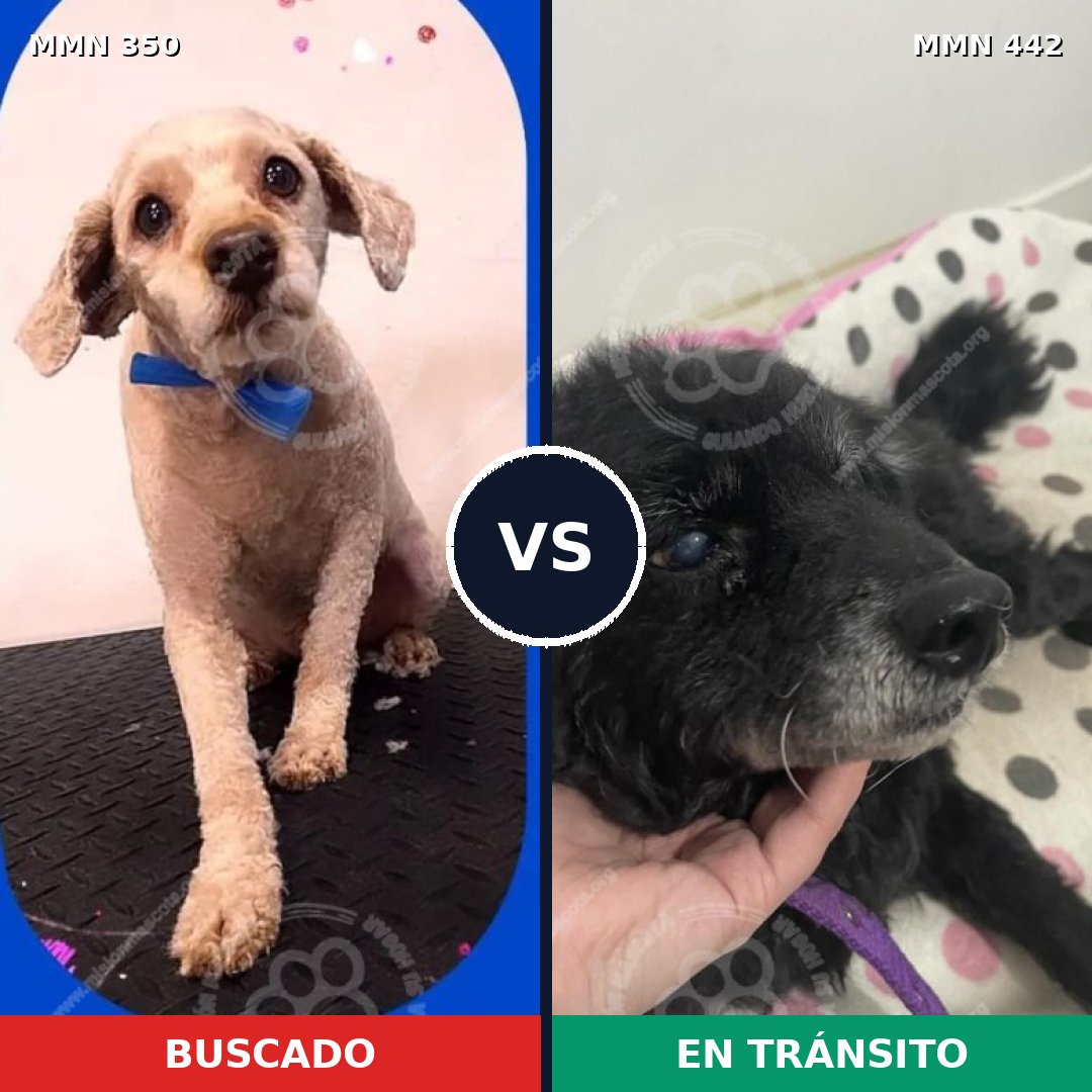Comparativa MMS 6790: mascota perdida y mascota encontrada, 40% de similitud