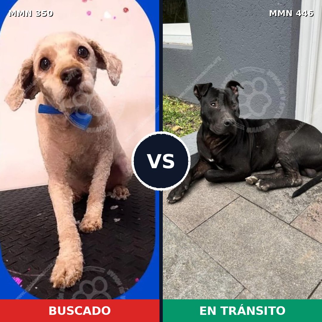 Comparativa MMS 6791: mascota perdida y mascota encontrada, 45% de similitud
