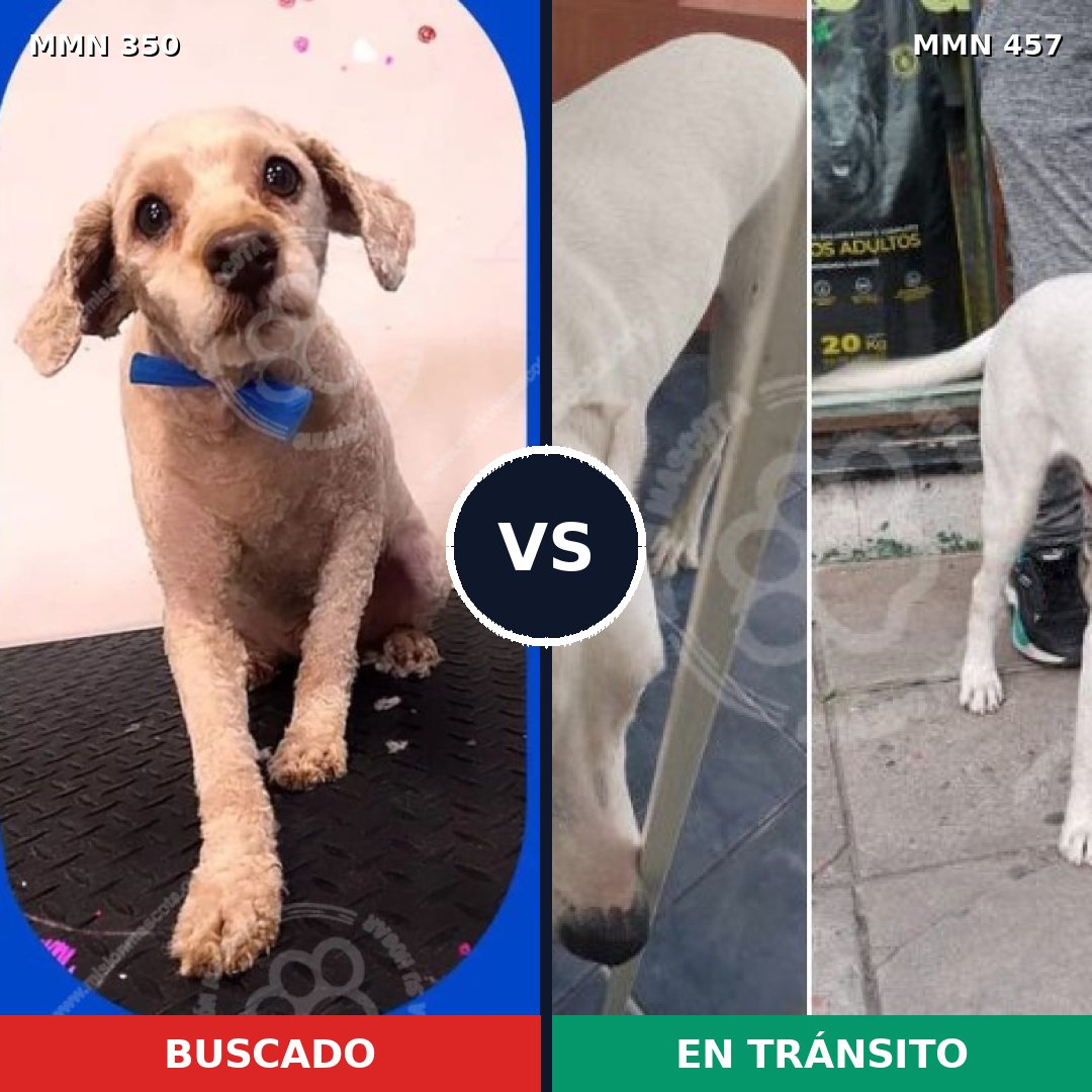 Comparativa MMS 6792: mascota perdida y mascota encontrada, 44% de similitud