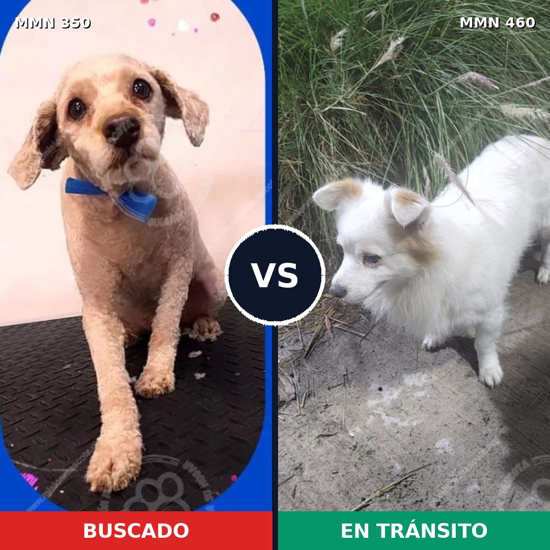 Comparativa MMS 6793: mascota perdida y mascota encontrada, 33% de similitud