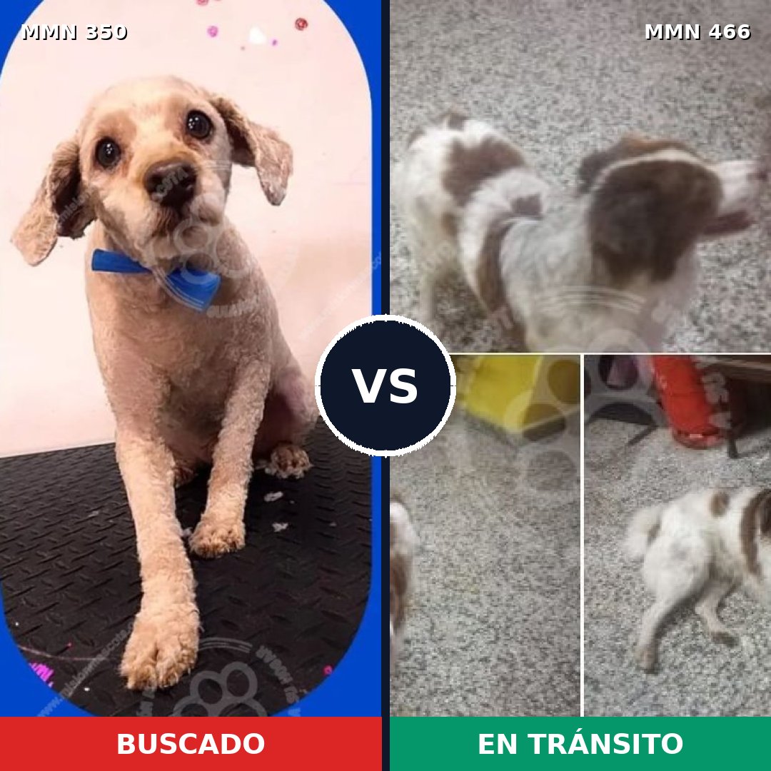 Comparativa MMS 6794: mascota perdida y mascota encontrada, 40% de similitud