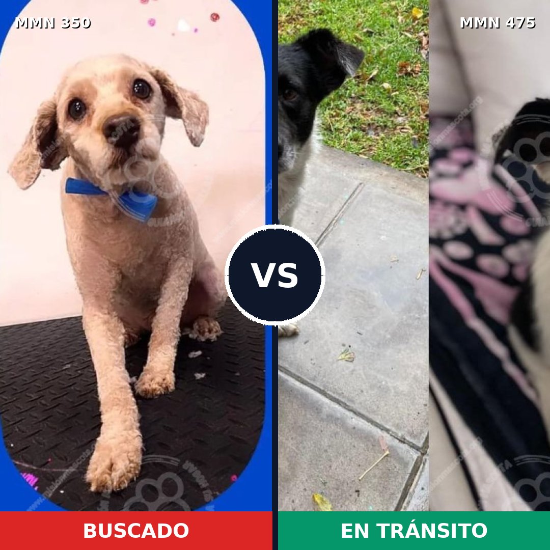 Comparativa MMS 6795: mascota perdida y mascota encontrada, 45% de similitud