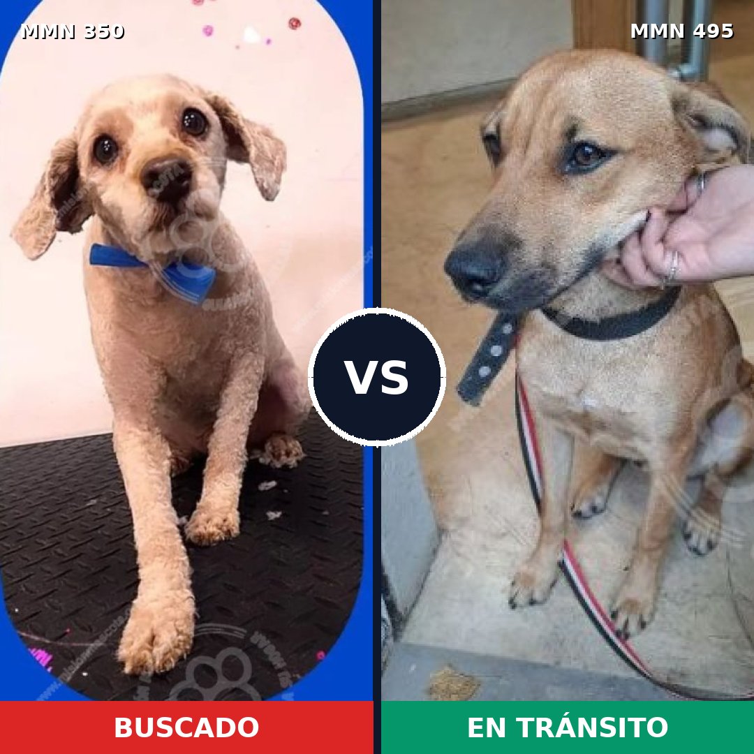Comparativa MMS 6797: mascota perdida y mascota encontrada, 47% de similitud
