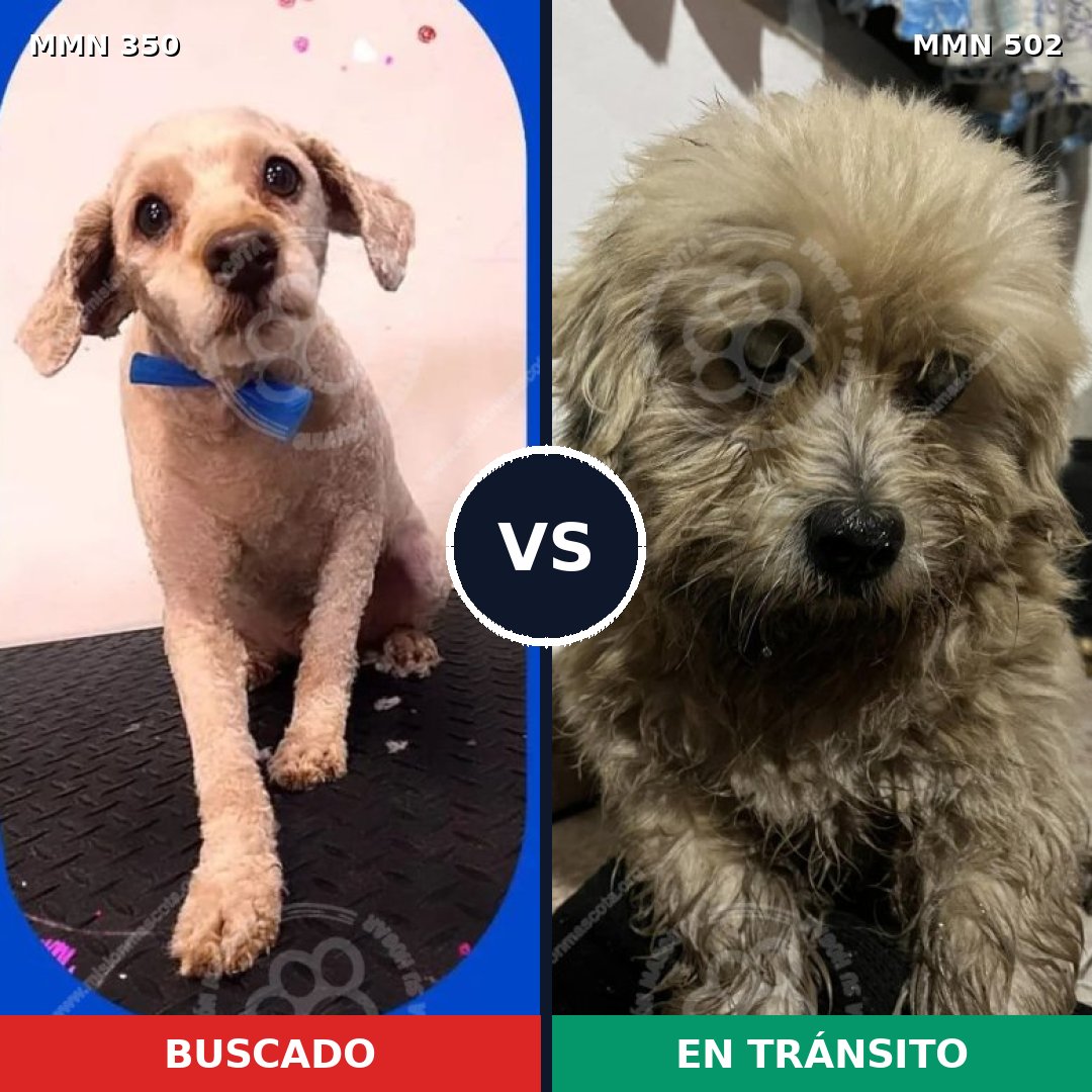 Comparativa MMS 6798: mascota perdida y mascota encontrada, 36% de similitud