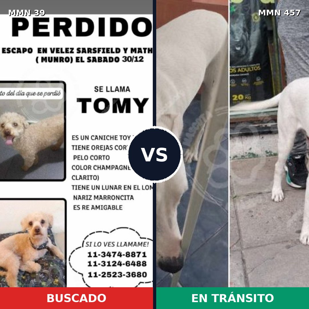 Comparativa MMS 68: mascota perdida y mascota encontrada, 33% de similitud
