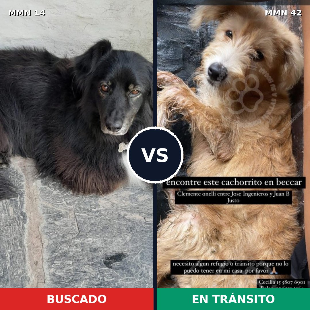 Comparativa MMS 680: mascota perdida y mascota encontrada, 40% de similitud