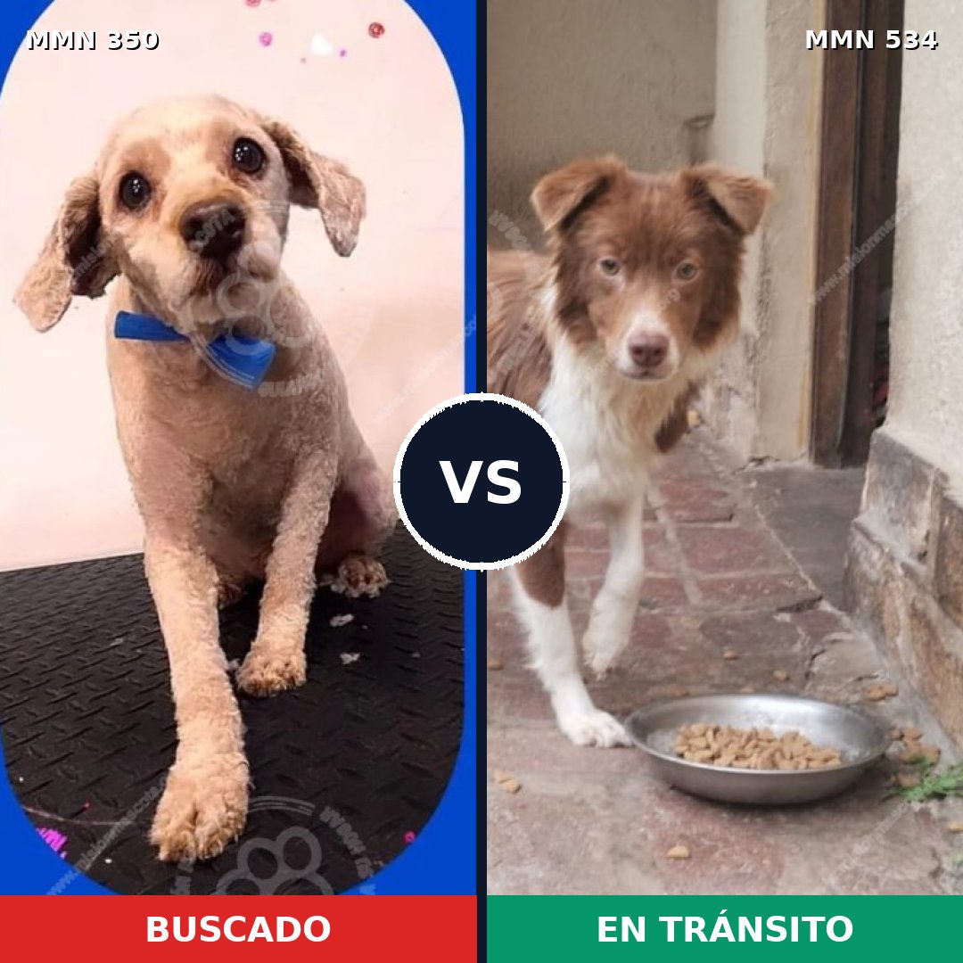 Comparativa MMS 6801: mascota perdida y mascota encontrada, 38% de similitud