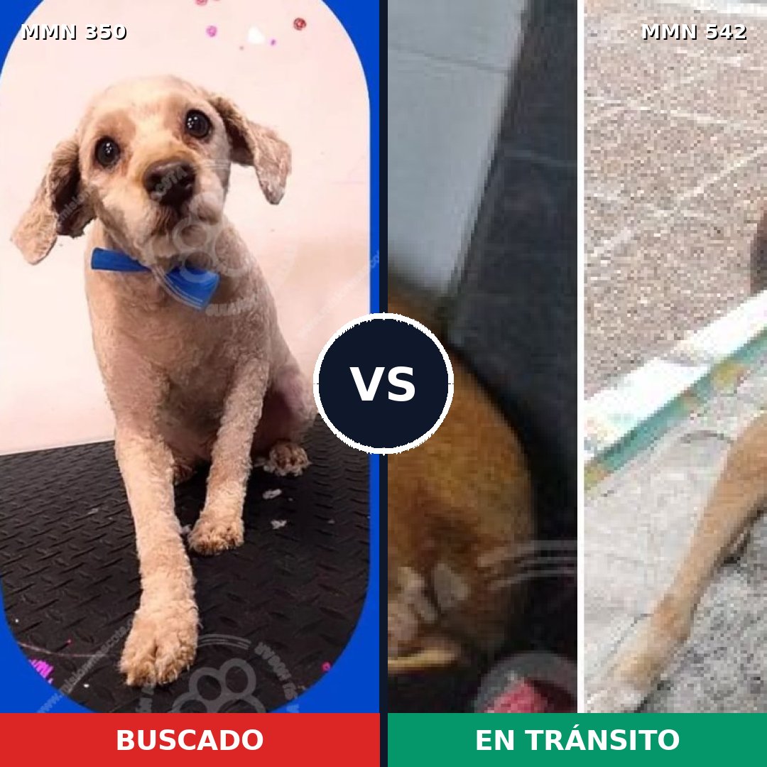 Comparativa MMS 6802: mascota perdida y mascota encontrada, 26% de similitud