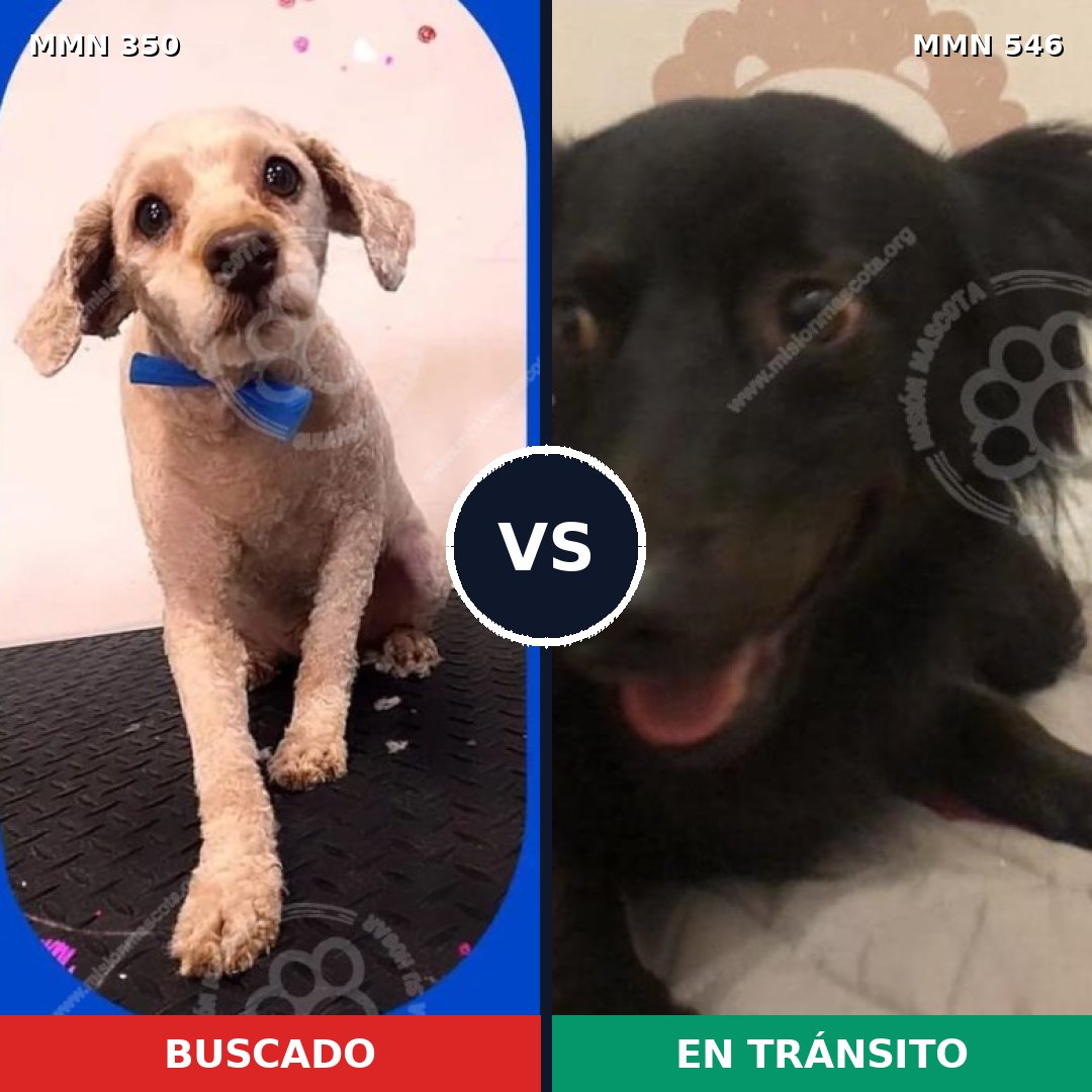 Comparativa MMS 6803: mascota perdida y mascota encontrada, 26% de similitud