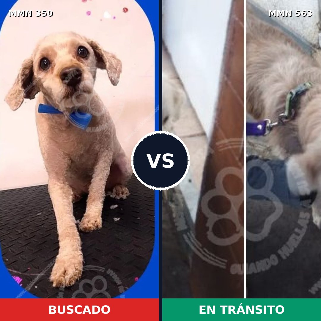 Comparativa MMS 6804: mascota perdida y mascota encontrada, 50% de similitud