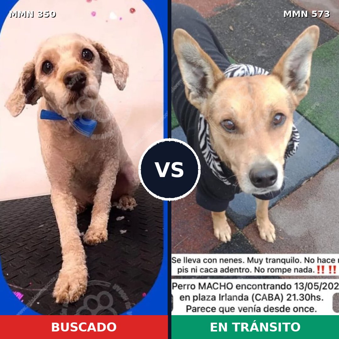 Comparativa MMS 6805: mascota perdida y mascota encontrada, 40% de similitud