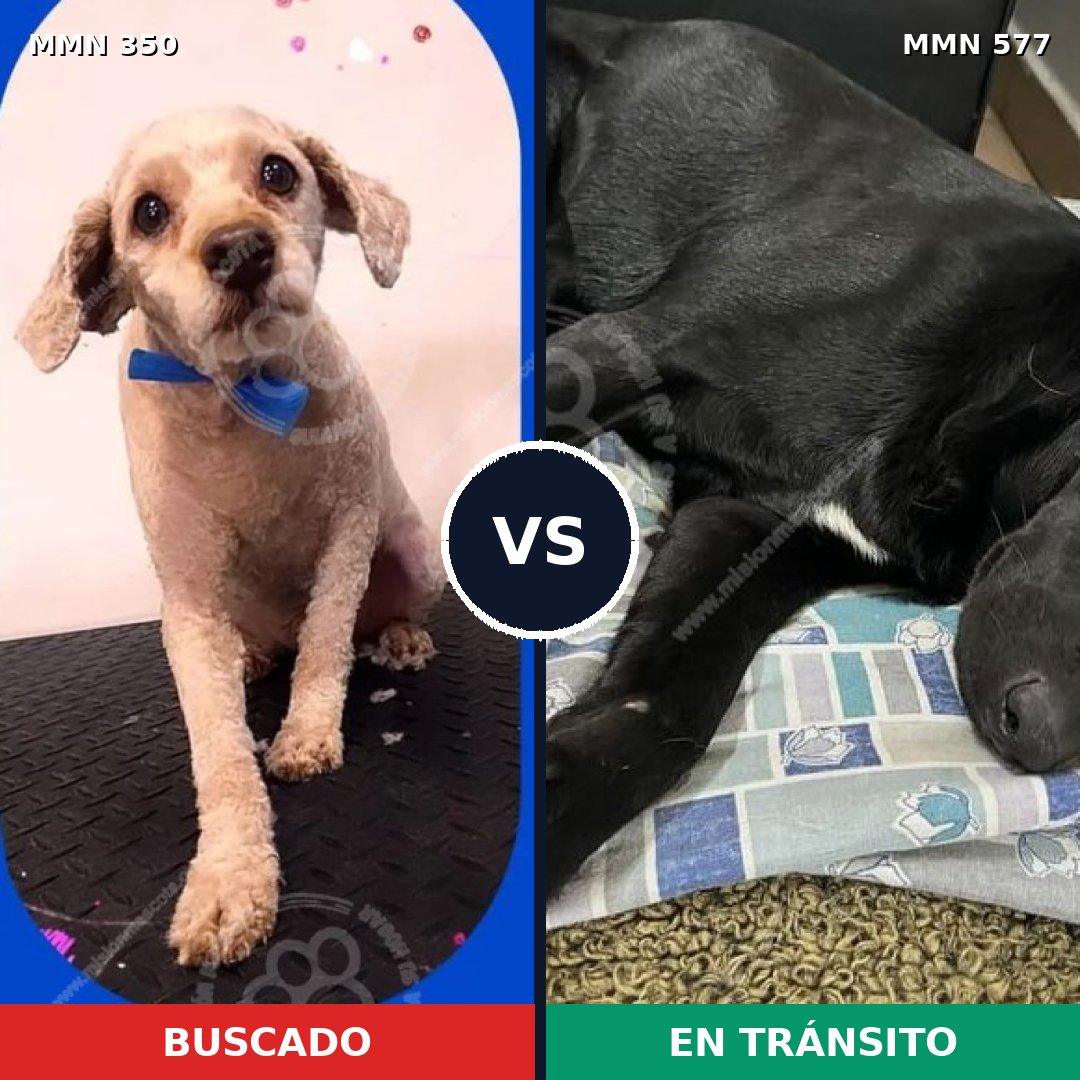Comparativa MMS 6806: mascota perdida y mascota encontrada, 42% de similitud