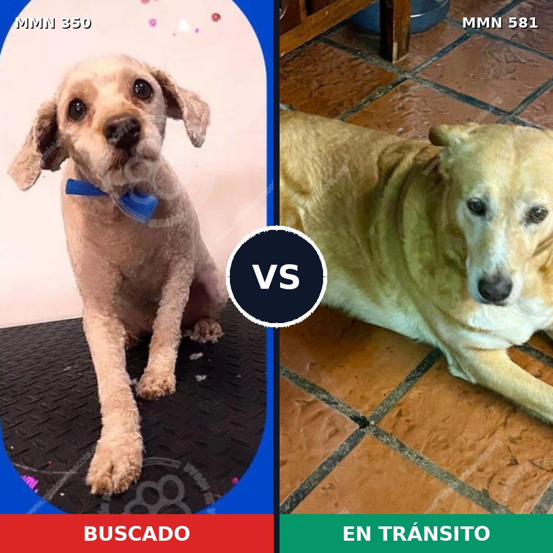 Comparativa MMS 6807: mascota perdida y mascota encontrada, 35% de similitud