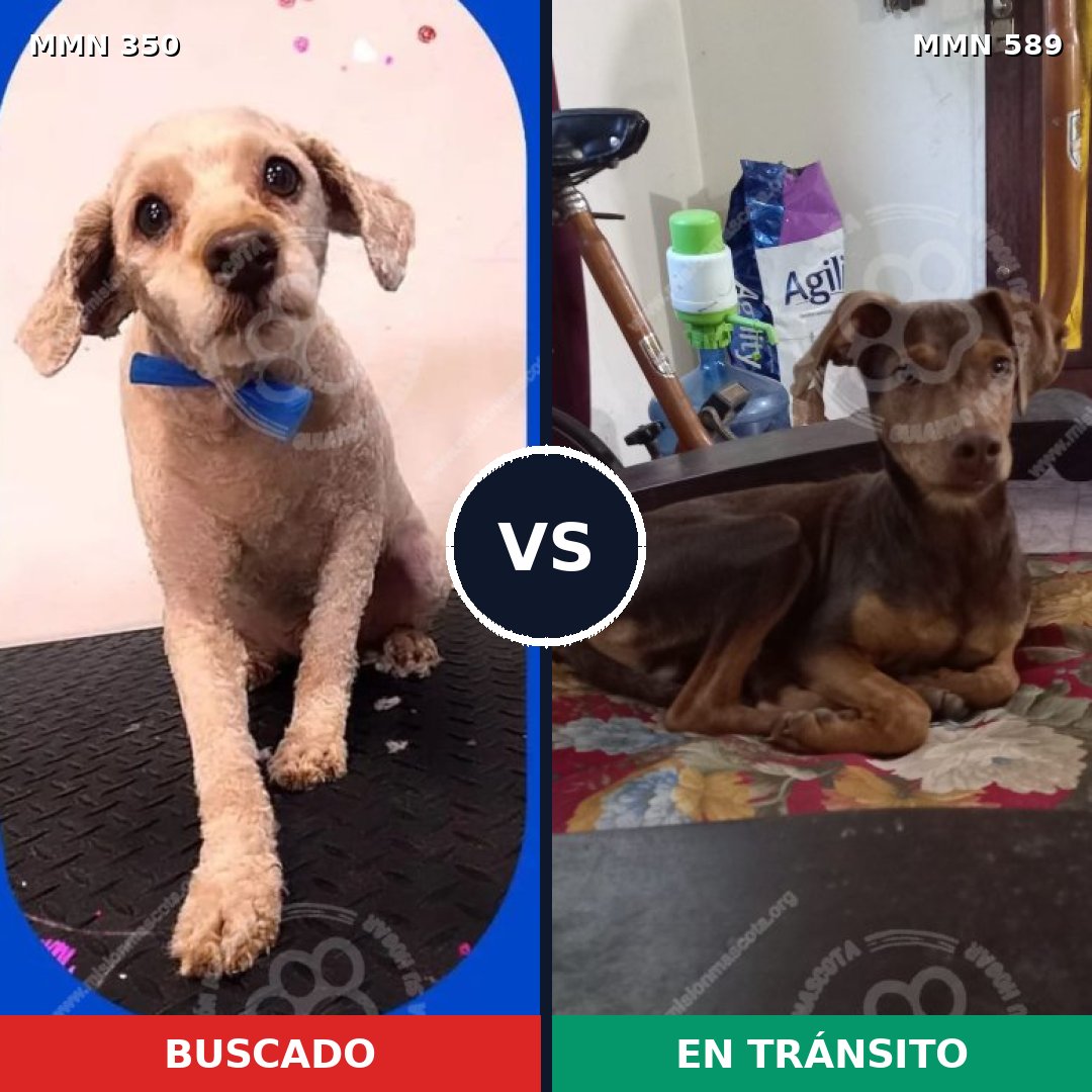 Comparativa MMS 6808: mascota perdida y mascota encontrada, 36% de similitud