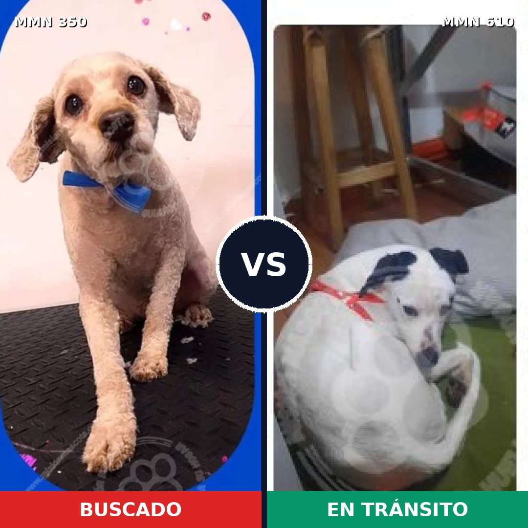 Comparativa MMS 6809: mascota perdida y mascota encontrada, 41% de similitud