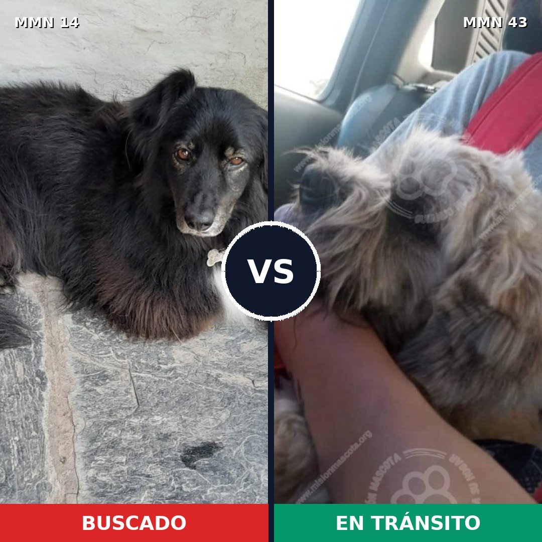 Comparativa MMS 681: mascota perdida y mascota encontrada, 40% de similitud