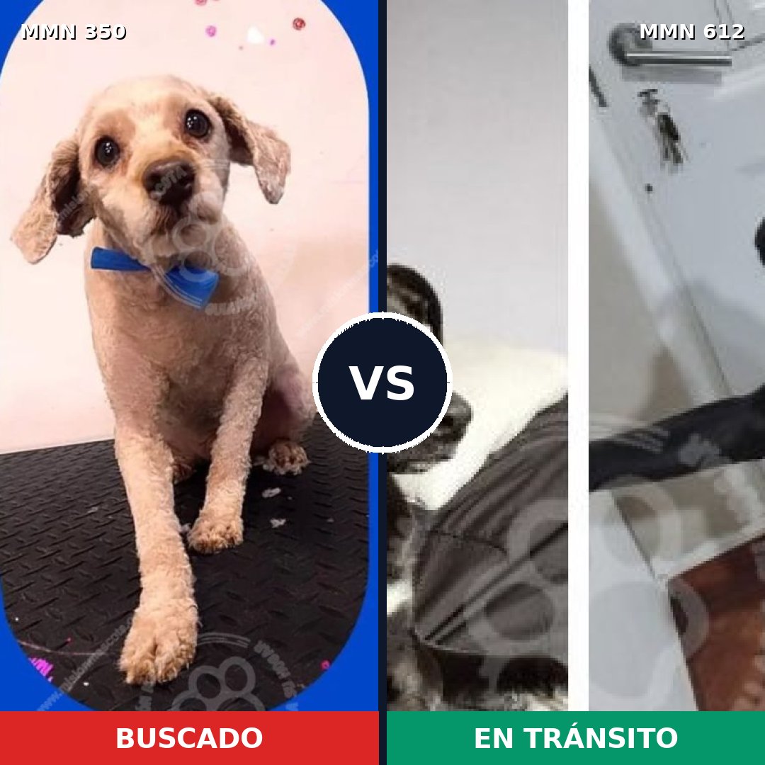Comparativa MMS 6810: mascota perdida y mascota encontrada, 42% de similitud