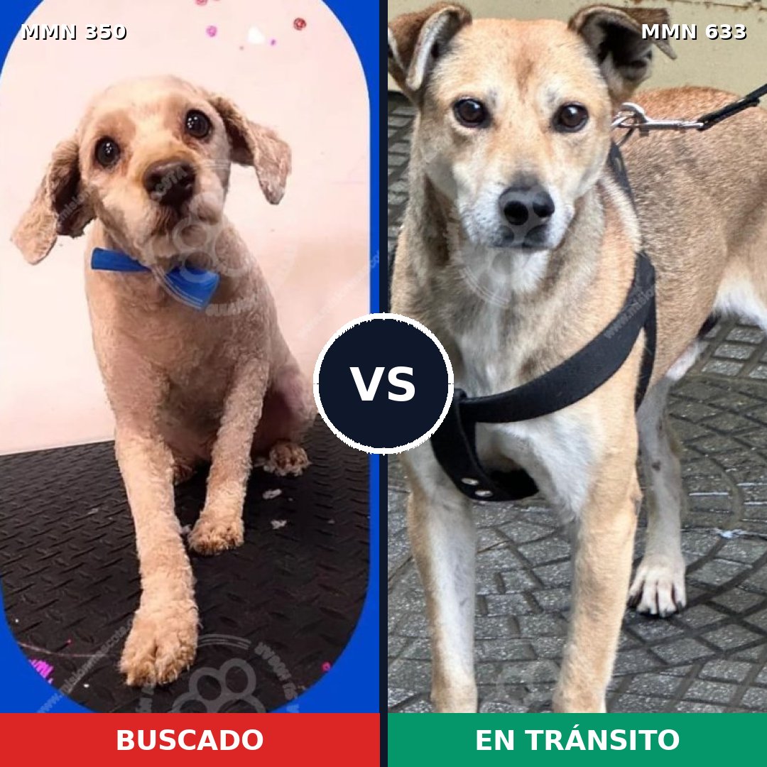 Comparativa MMS 6811: mascota perdida y mascota encontrada, 50% de similitud