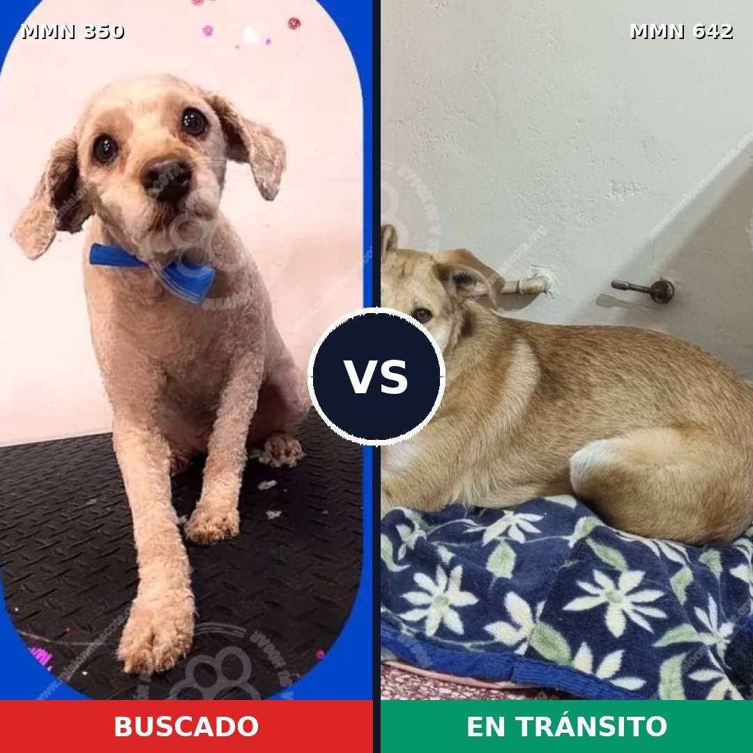 Comparativa MMS 6812: mascota perdida y mascota encontrada, 35% de similitud