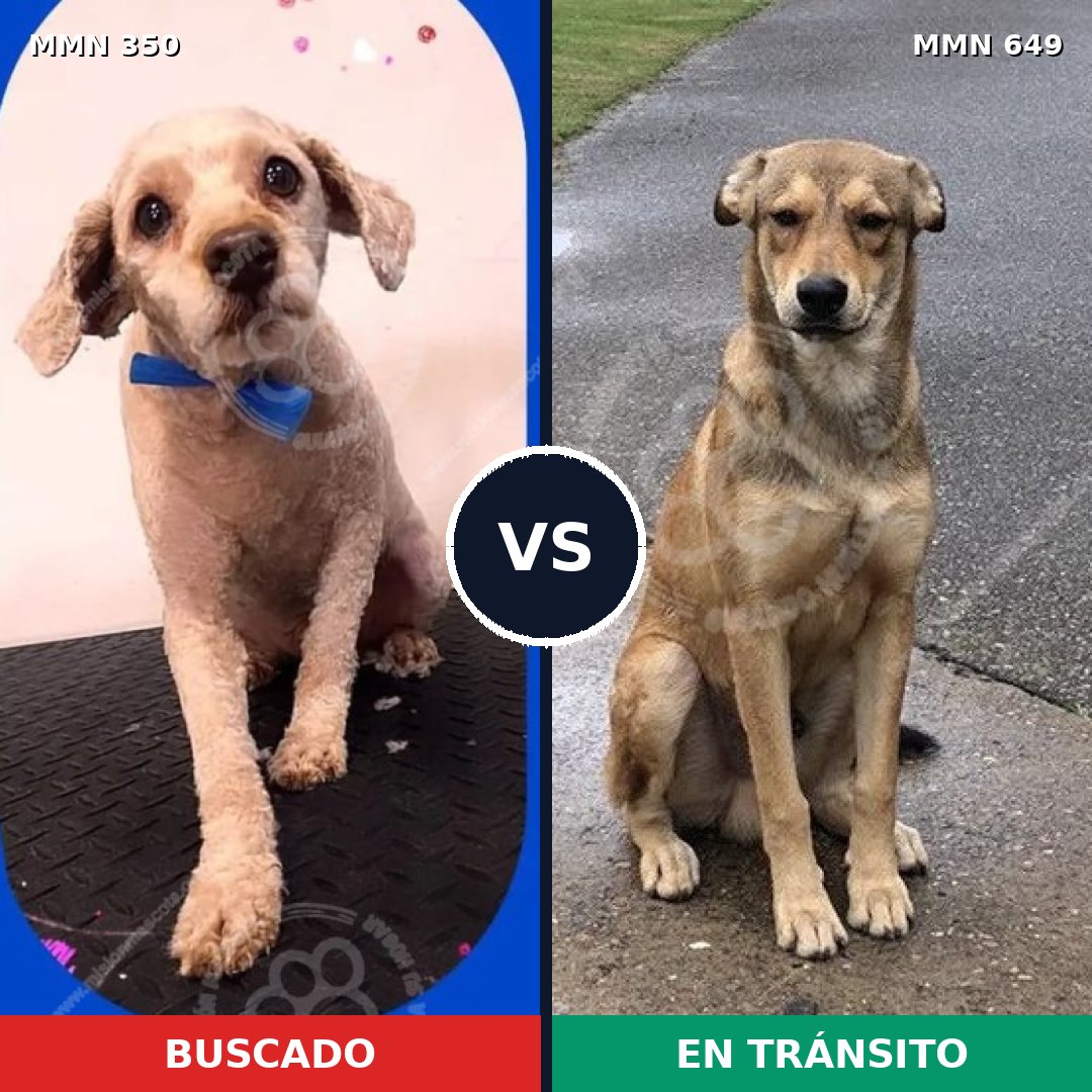 Comparativa MMS 6813: mascota perdida y mascota encontrada, 36% de similitud