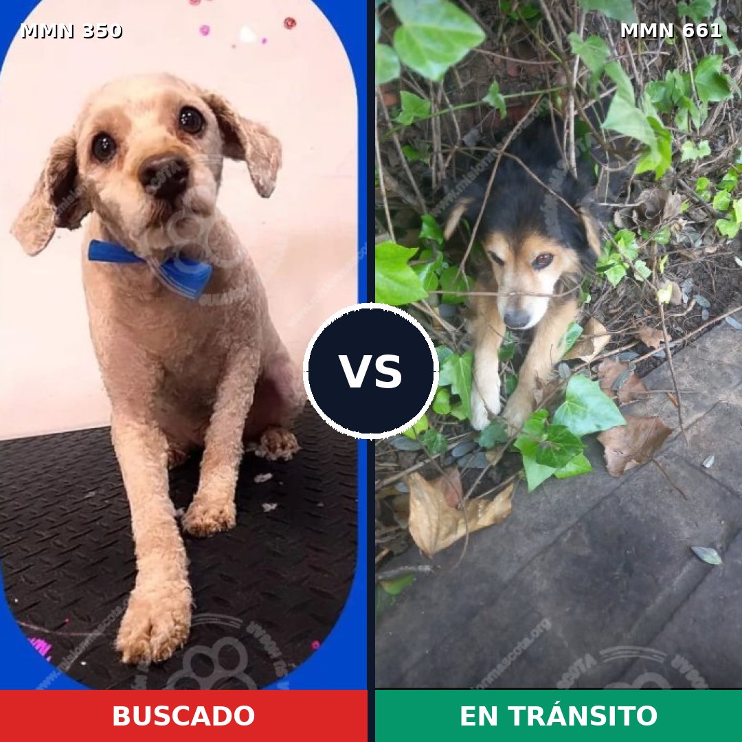 Comparativa MMS 6814: mascota perdida y mascota encontrada, 33% de similitud