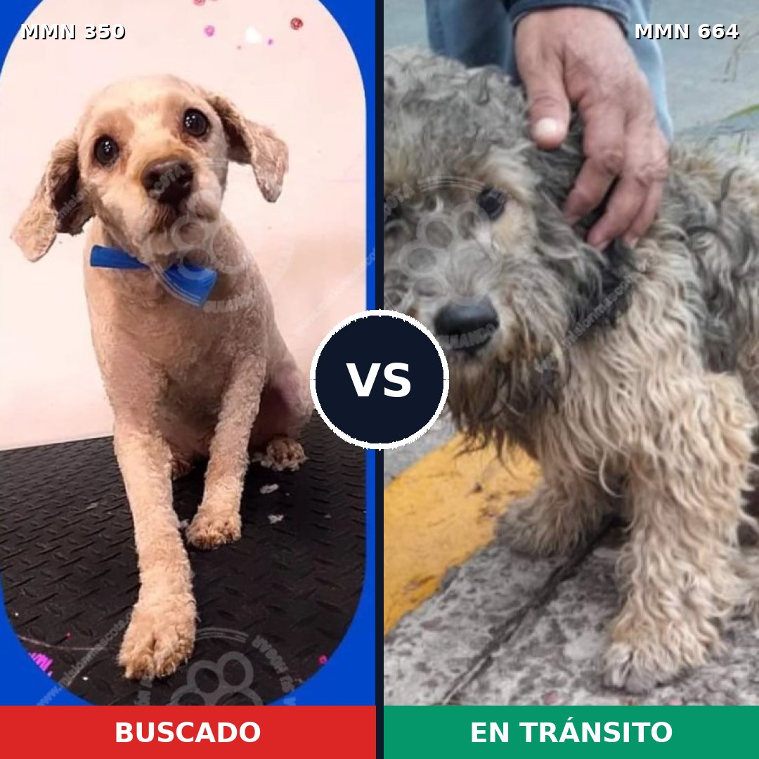 Comparativa MMS 6815: mascota perdida y mascota encontrada, 44% de similitud