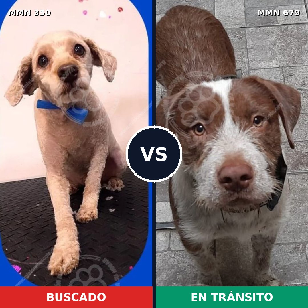 Comparativa MMS 6817: mascota perdida y mascota encontrada, 29% de similitud