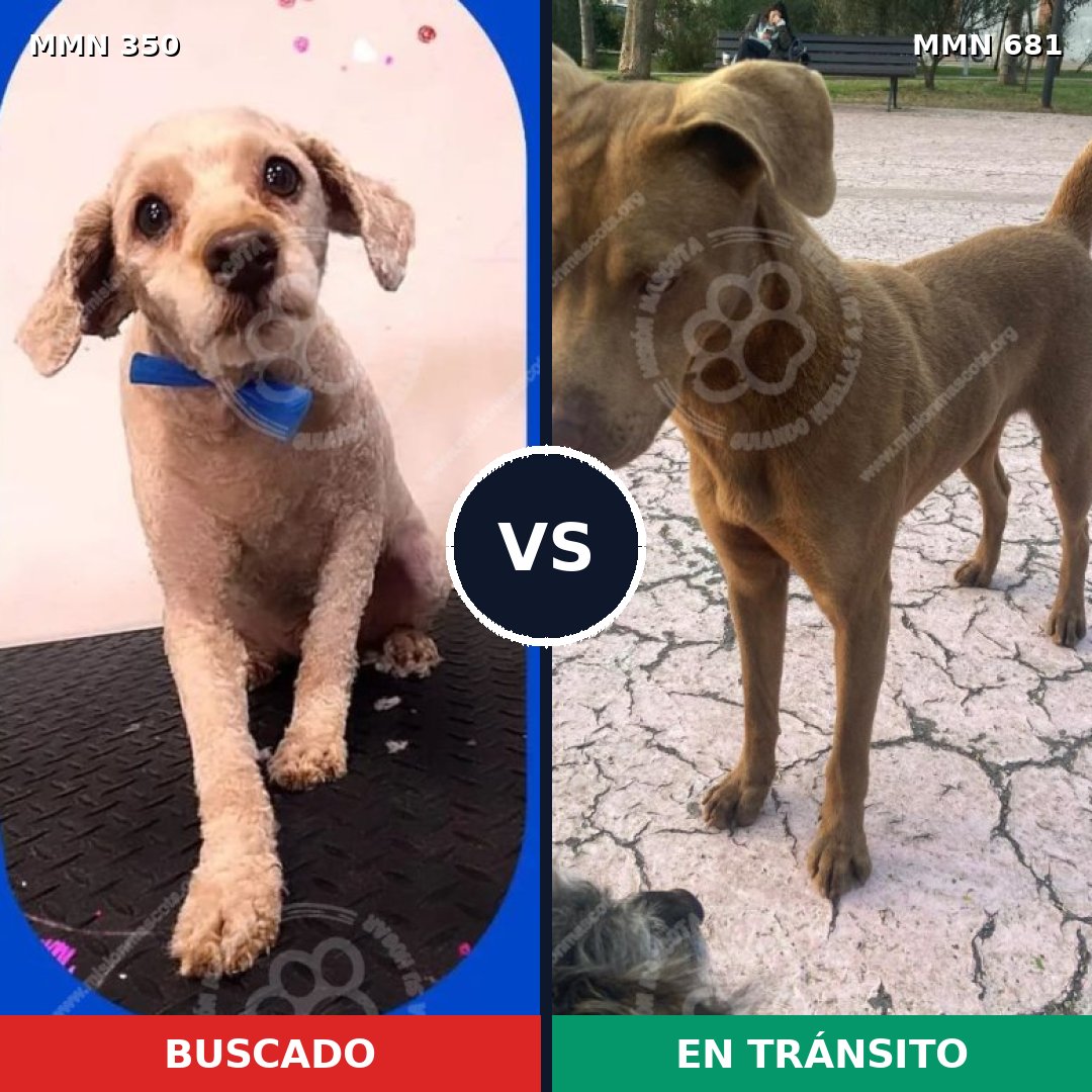 Comparativa MMS 6819: mascota perdida y mascota encontrada, 28% de similitud