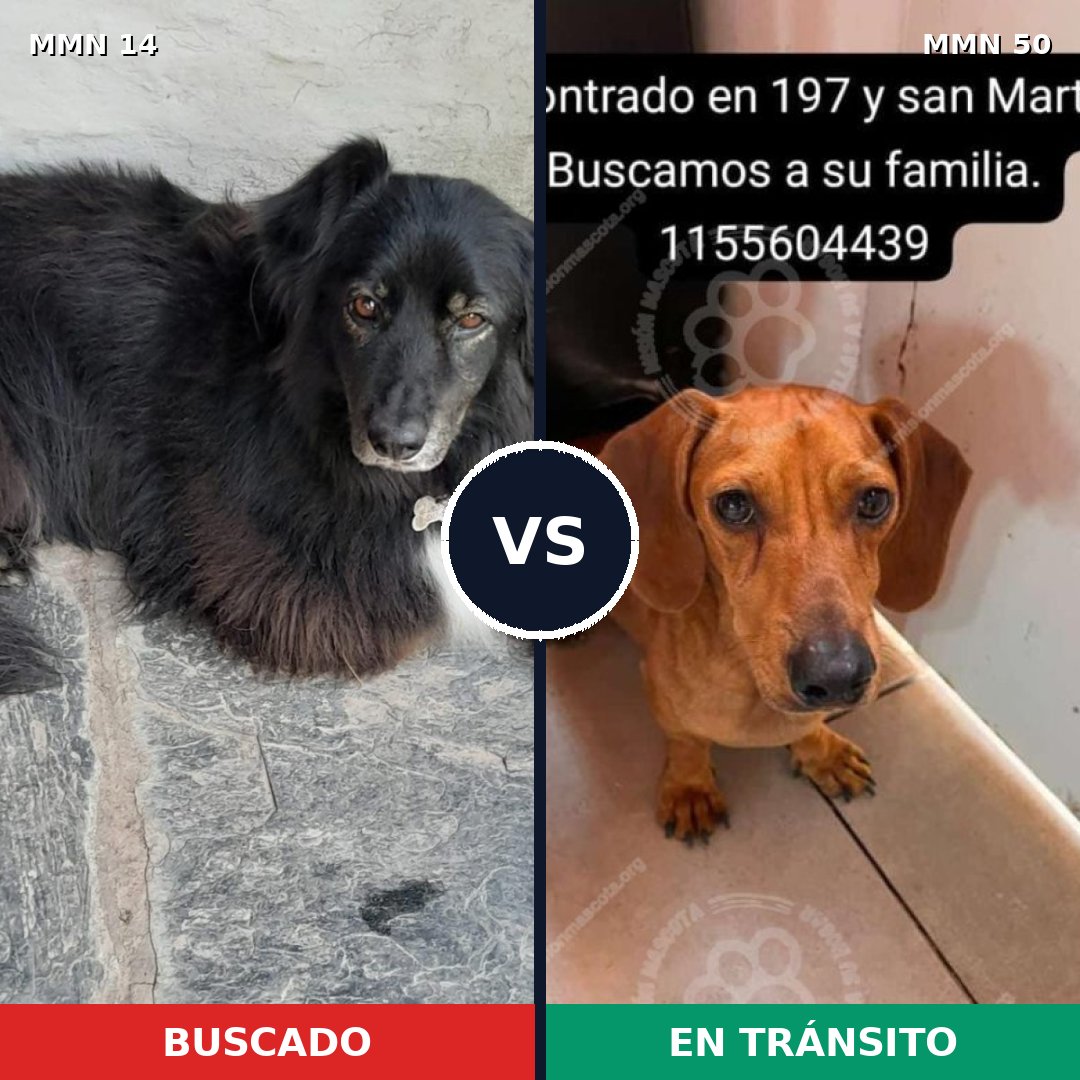 Comparativa MMS 682: mascota perdida y mascota encontrada, 15% de similitud