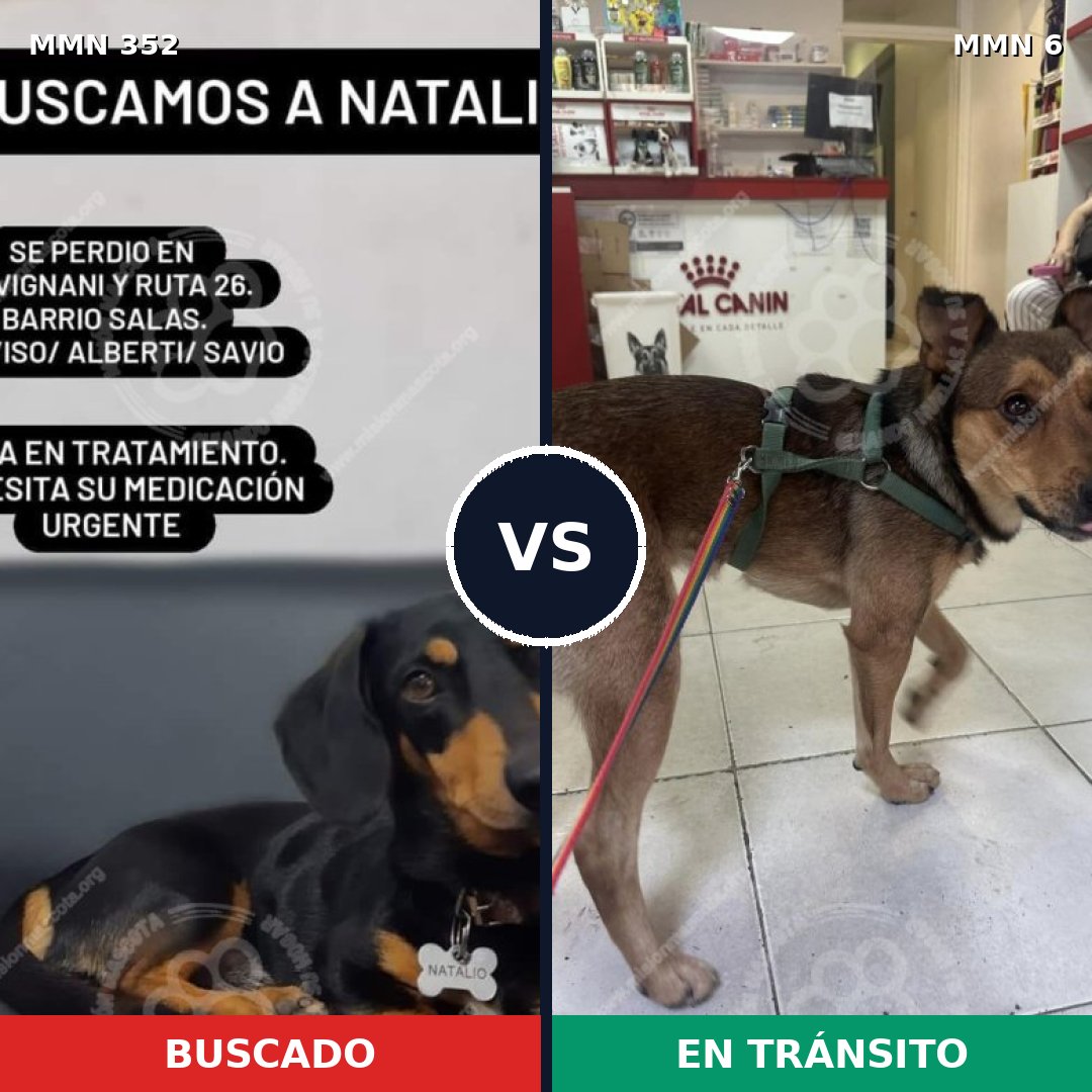 Comparativa MMS 6820: mascota perdida y mascota encontrada, 6% de similitud