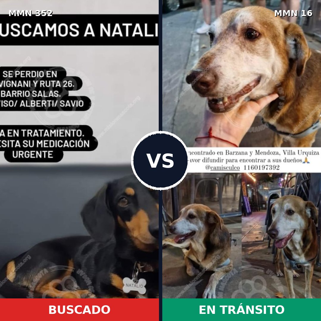 Comparativa MMS 6822: mascota perdida y mascota encontrada, 30% de similitud