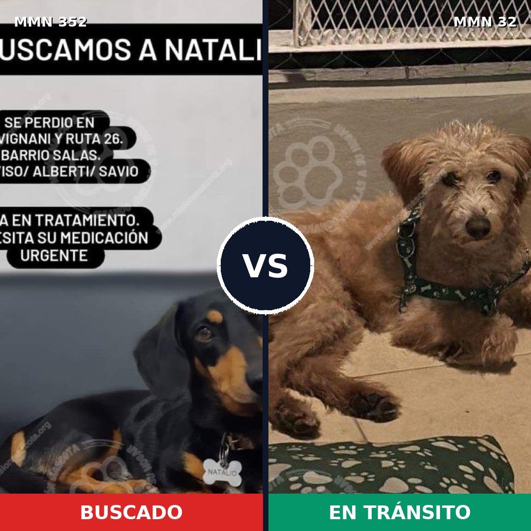 Comparativa MMS 6825: mascota perdida y mascota encontrada, 4% de similitud