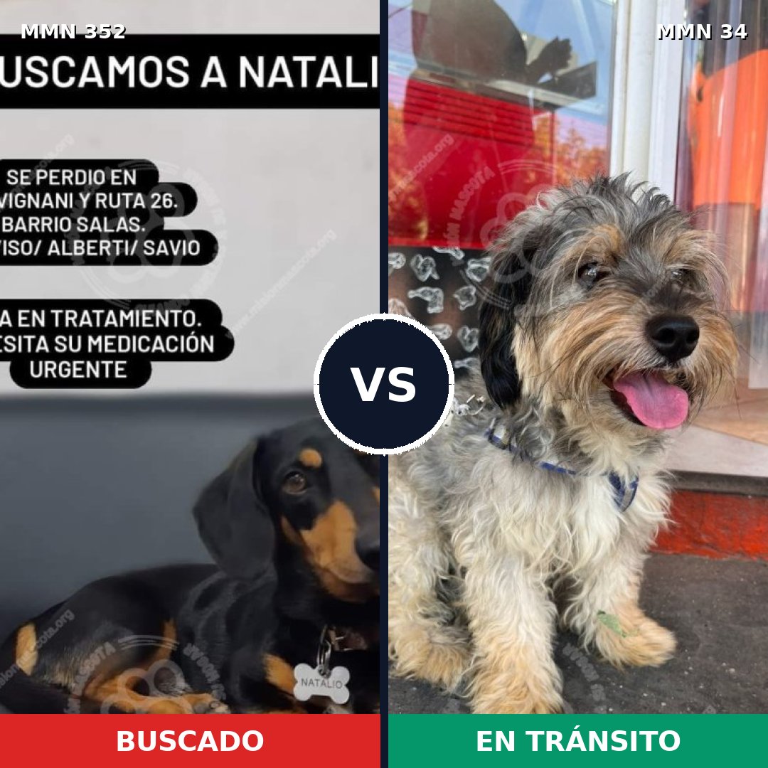 Comparativa MMS 6826: mascota perdida y mascota encontrada, 43% de similitud