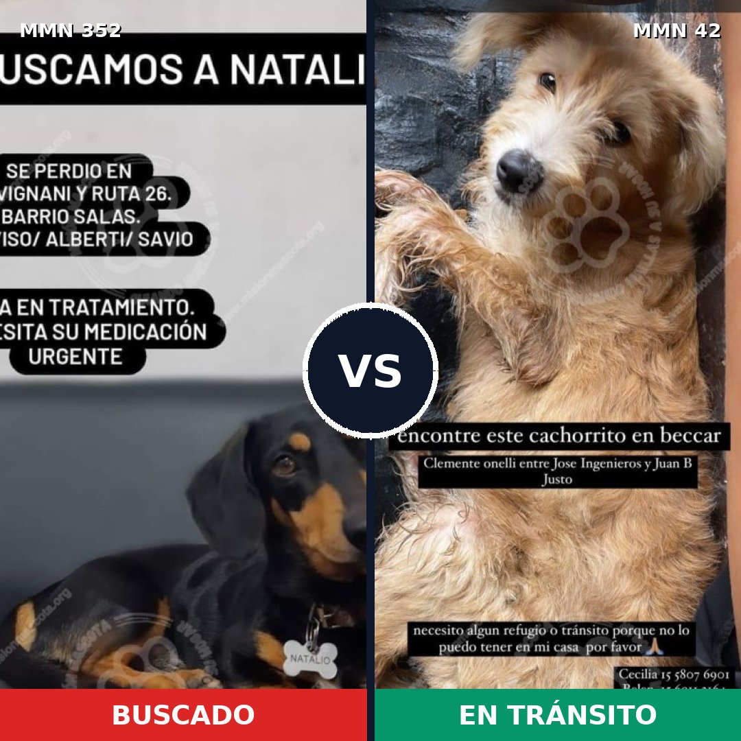 Comparativa MMS 6827: mascota perdida y mascota encontrada, 44% de similitud