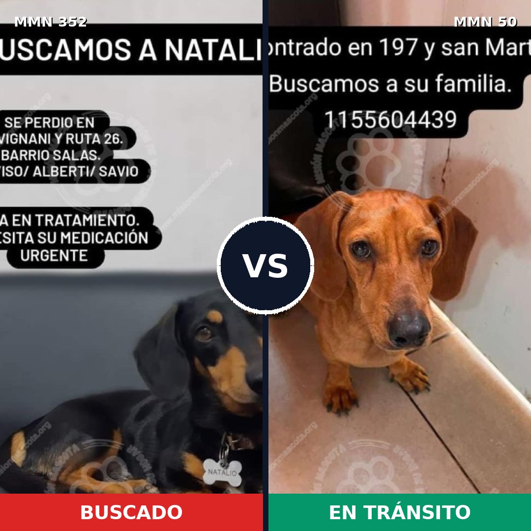 Comparativa MMS 6829: mascota perdida y mascota encontrada, 61% de similitud