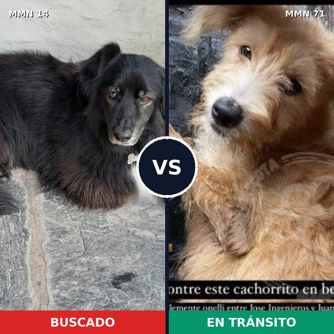 Comparativa MMS 683: mascota perdida y mascota encontrada, 51% de similitud