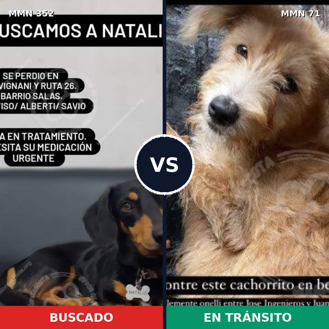 Comparativa MMS 6830: mascota perdida y mascota encontrada, 3% de similitud