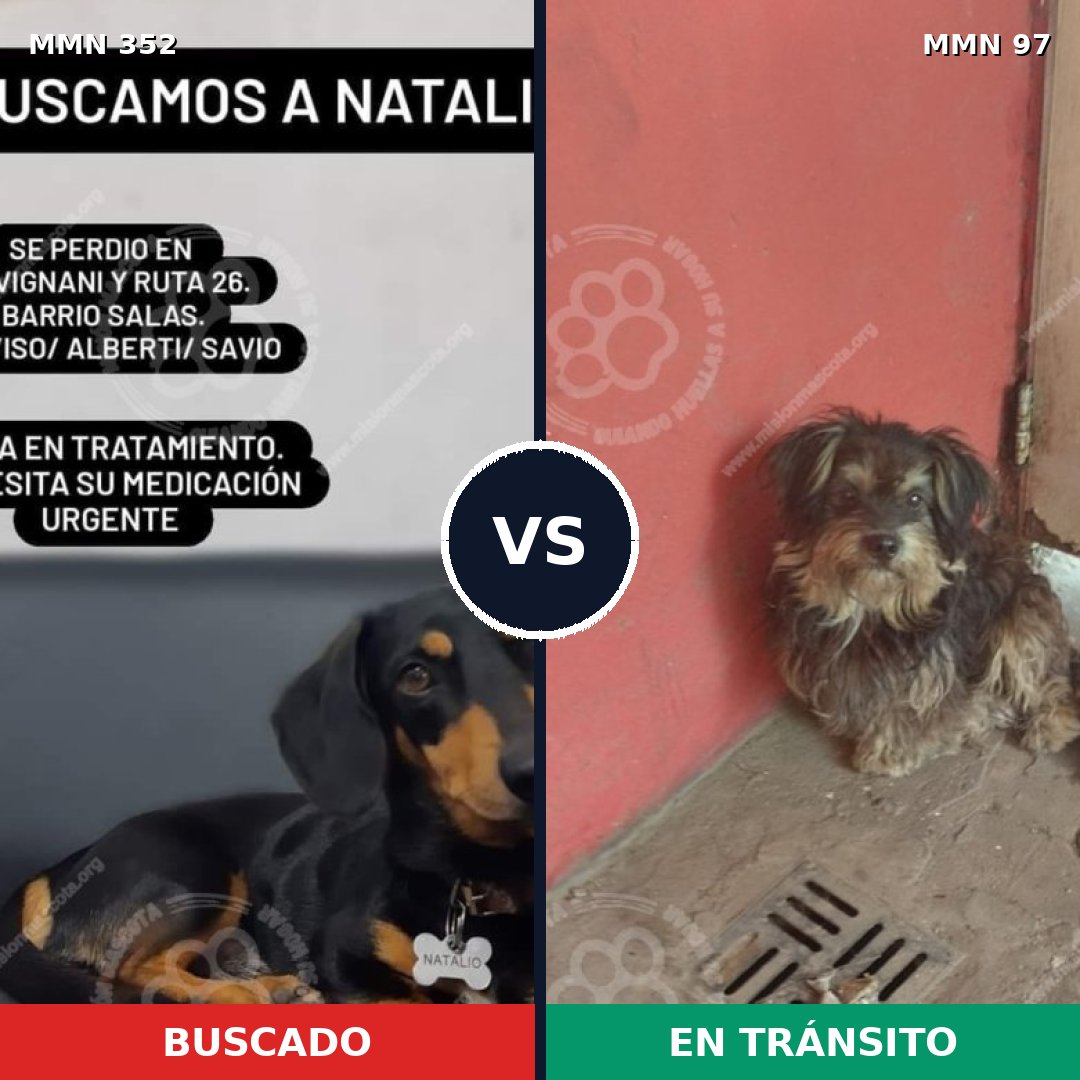 Comparativa MMS 6833: mascota perdida y mascota encontrada, 40% de similitud