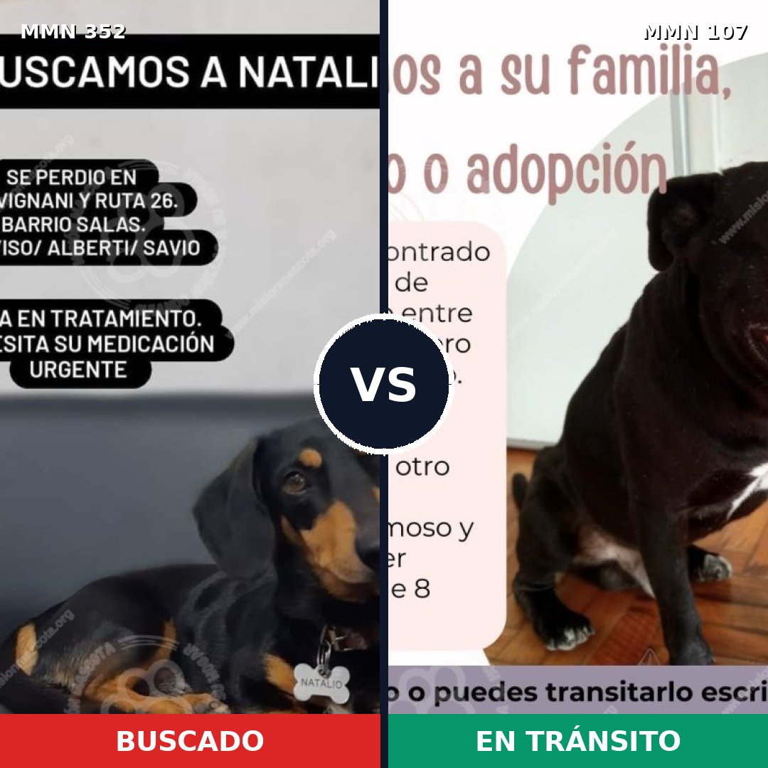 Comparativa MMS 6835: mascota perdida y mascota encontrada, 23% de similitud