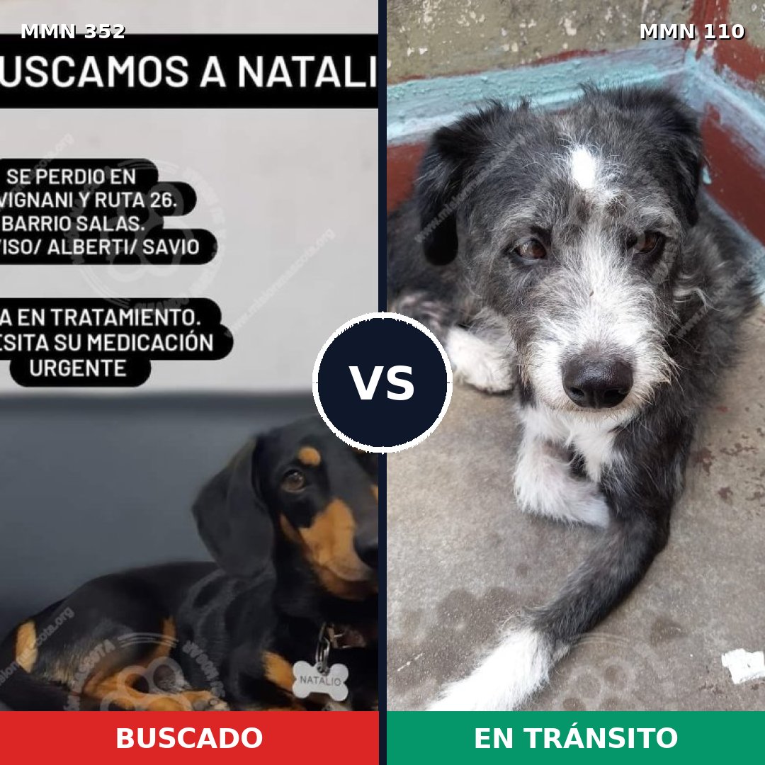 Comparativa MMS 6837: mascota perdida y mascota encontrada, 17% de similitud