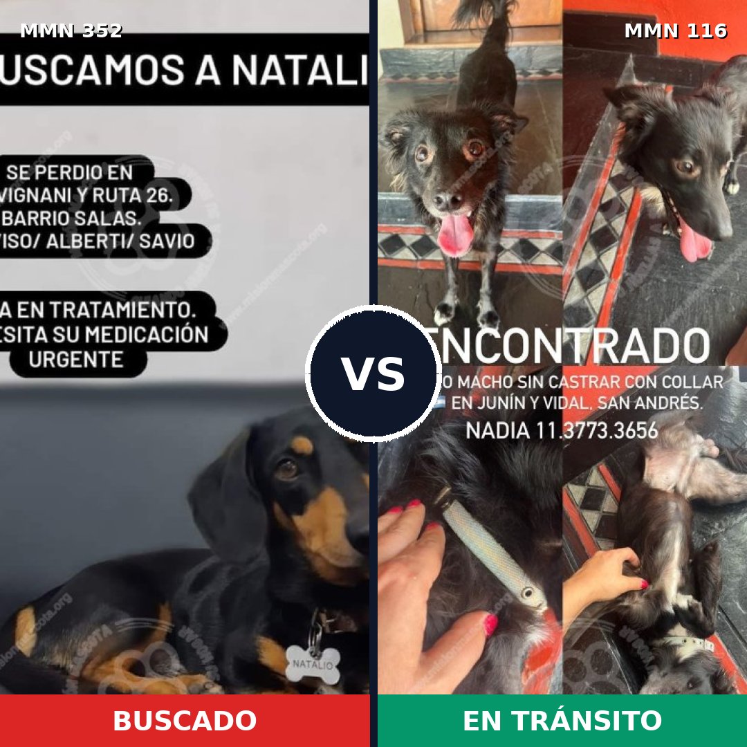 Comparativa MMS 6838: mascota perdida y mascota encontrada, 16% de similitud