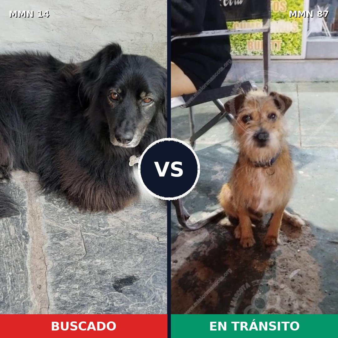 Comparativa MMS 684: mascota perdida y mascota encontrada, 58% de similitud
