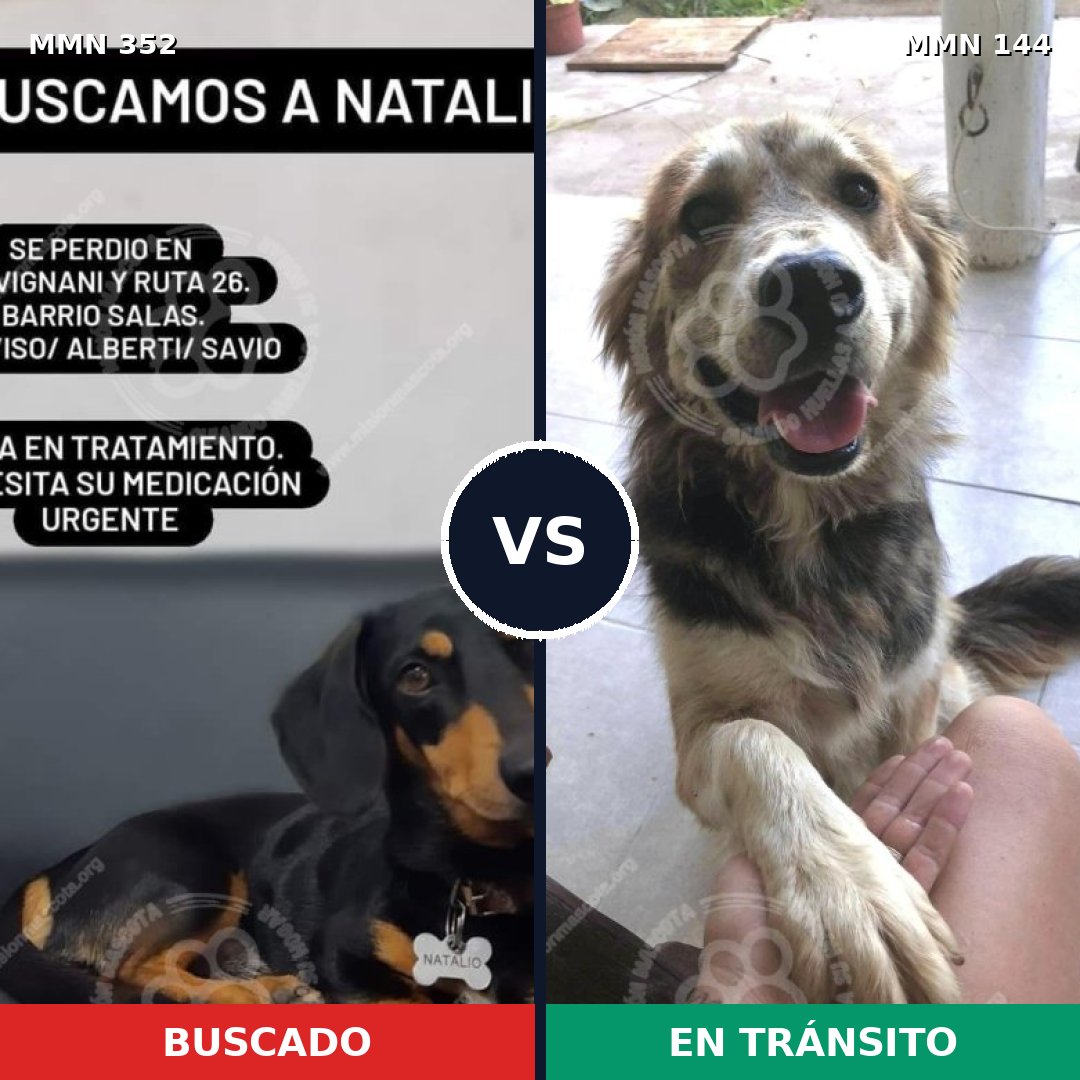 Comparativa MMS 6840: mascota perdida y mascota encontrada, 4% de similitud
