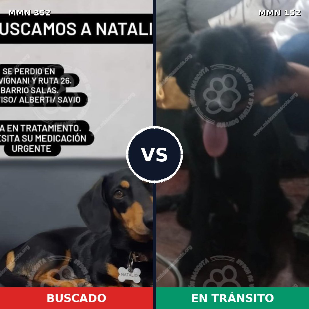 Comparativa MMS 6841: mascota perdida y mascota encontrada, 16% de similitud