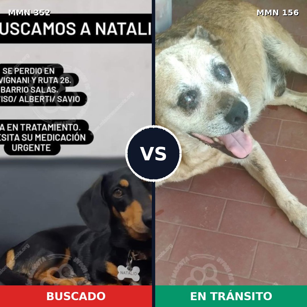 Comparativa MMS 6842: mascota perdida y mascota encontrada, 6% de similitud