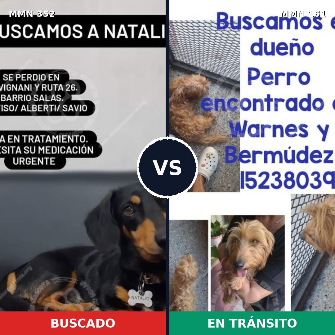 Comparativa MMS 6843: mascota perdida y mascota encontrada, 16% de similitud