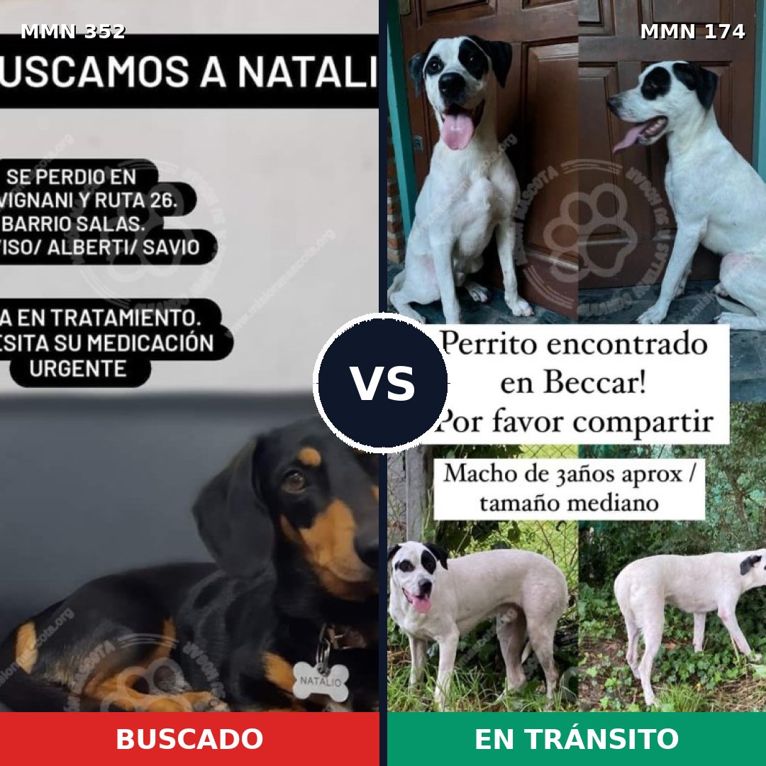 Comparativa MMS 6845: mascota perdida y mascota encontrada, 23% de similitud